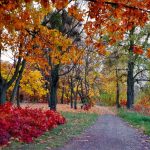 Парк «Муромець» восени